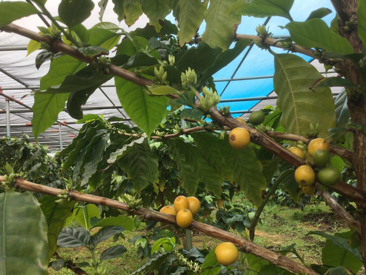 Willa Matayoshi Coffee Farm Higashi Zewnętrze zdjęcie
